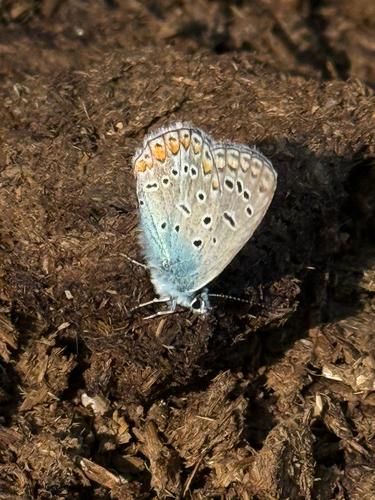 Common Blue