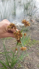 Rhynchospora indianolensis