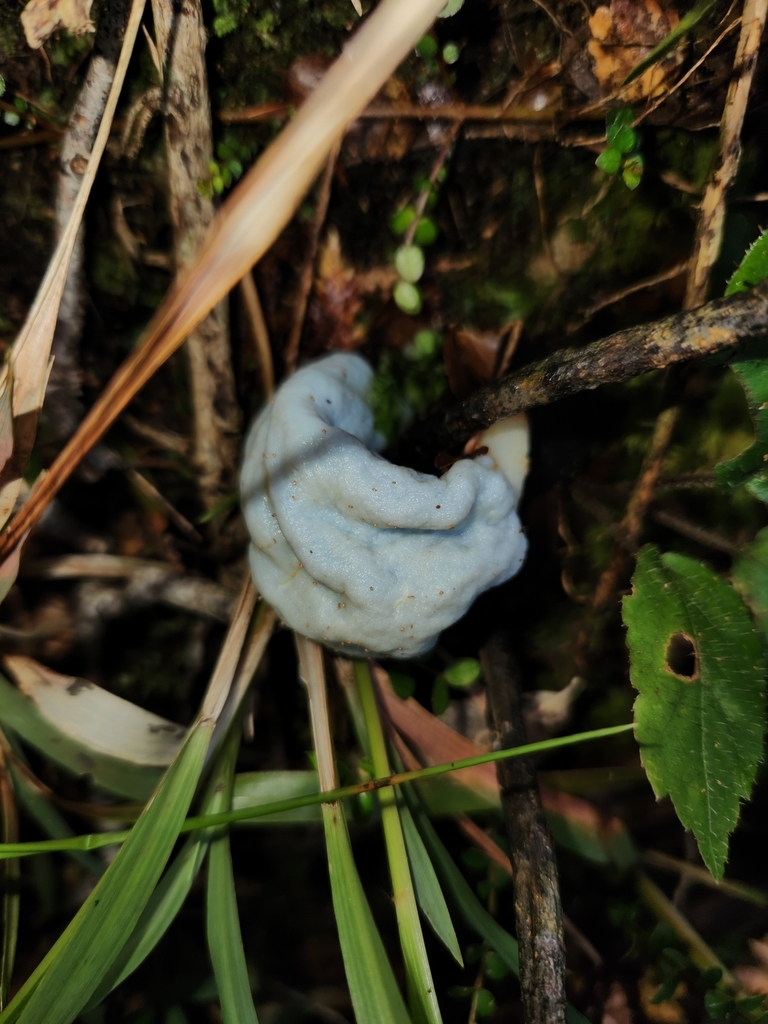 Clavogaster virescens · August 2025 · photo: © archie_tarn (iNaturalist, cc-by)