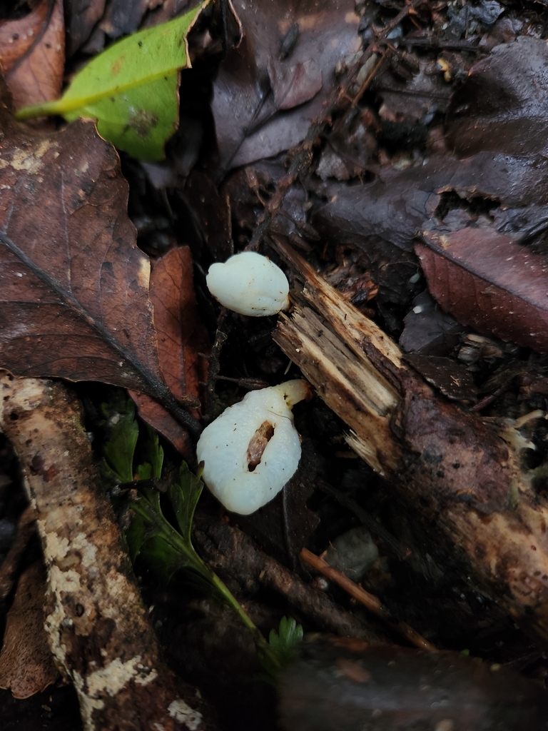 Clavogaster virescens · August 2025 · photo: © archie_tarn (iNaturalist, cc-by)