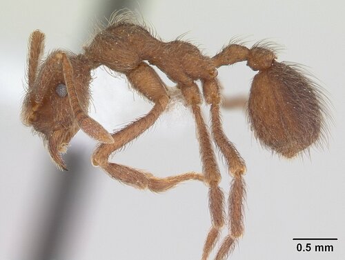多毛翼切叶蚁Apterostigma pilosum