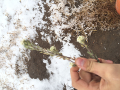 Linaria dalmatica dalmatica