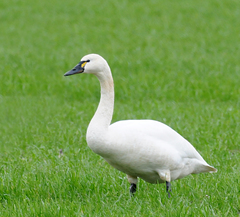 Cygnus columbianus columbianus
