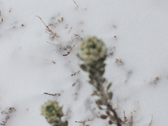 Linaria dalmatica dalmatica