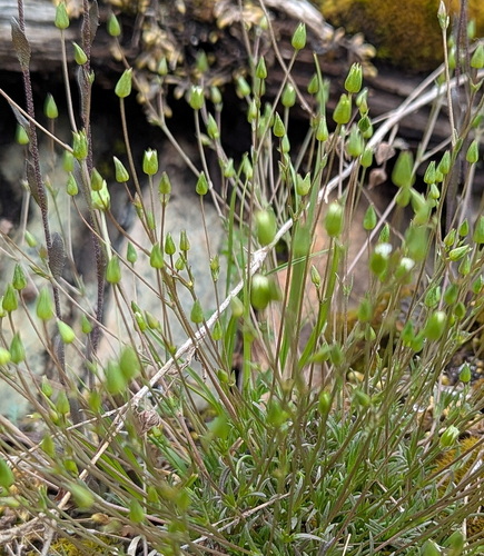 rock stitchwort (Minuartia dawsonensis)