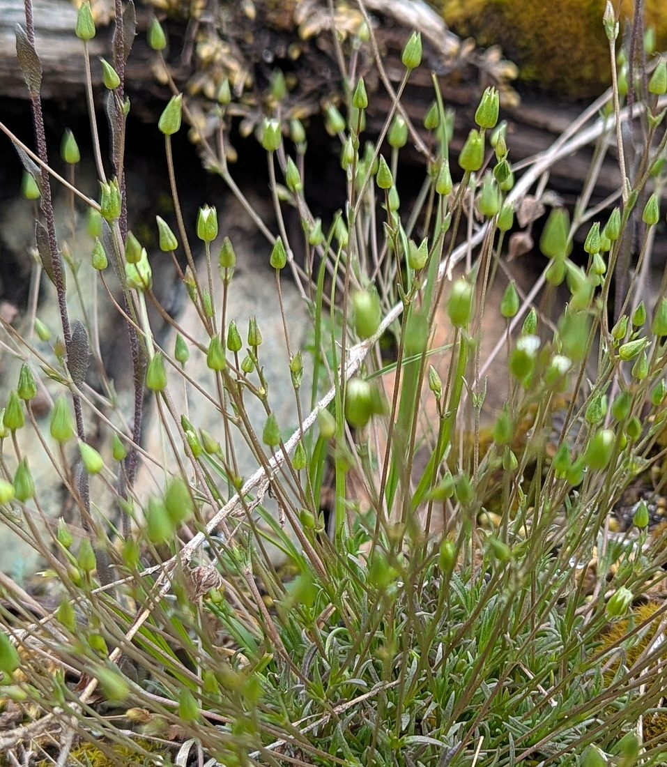 Minuartia dawsonensis