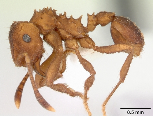阉割菇园蚁Mycocepurus castrator