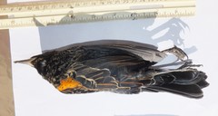 Agelaius phoeniceus