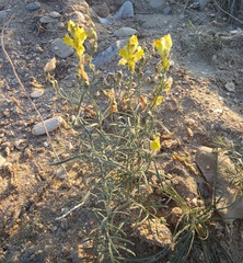 Linaria incompleta