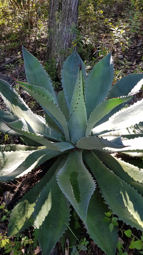 Agave seemanniana (Agave seemanniana)