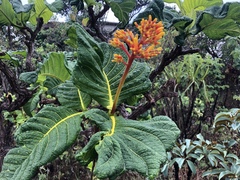 Palicourea rigida