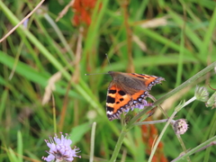 Small Tortoiseshell