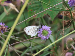 Green-veined White