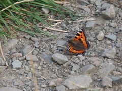 Small Tortoiseshell