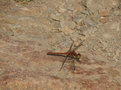 Common Darter