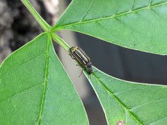 Astylus tucumanensis