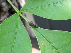 Astylus tucumanensis