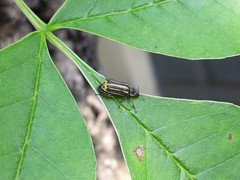 Astylus tucumanensis
