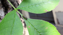 Astylus tucumanensis