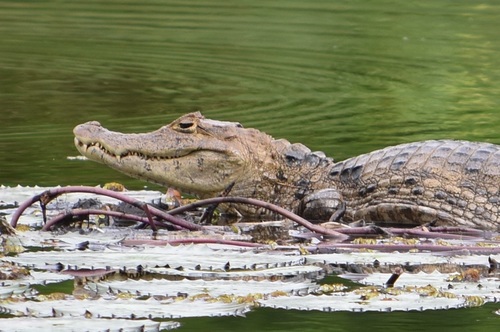 Spectacled Caiman