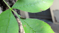 Astylus tucumanensis
