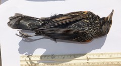 Agelaius phoeniceus