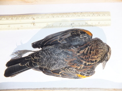 Agelaius phoeniceus