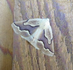 Sabulodes edwardsata