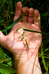 Echinochloa muricata microstachya