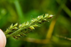 Echinochloa muricata microstachya