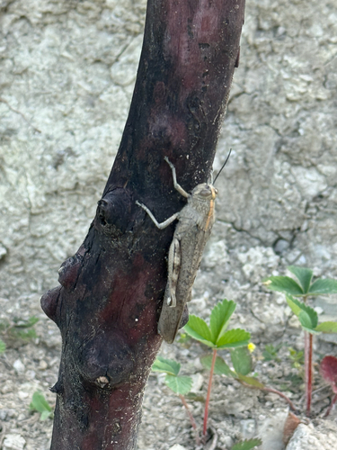 Egyptian Bird Grasshopper