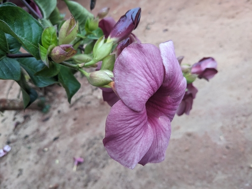 Purple Allamanda