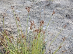 Cyperus pannonicus