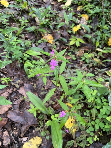 Impatiens patula