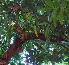 Epomophorus gambianus