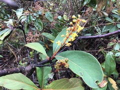 Byrsonima verbascifolia