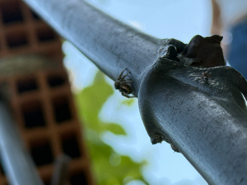 Red-bellied Jumping Spider