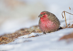 Red-Fronted Rosefinch photo 2