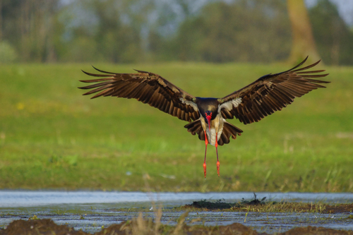 Black Stork