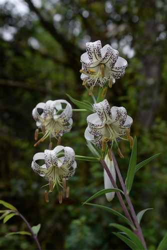 Lilium taliense