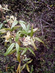 Rubus schmidelioides schmidelioides