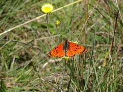 Acraea anacreon