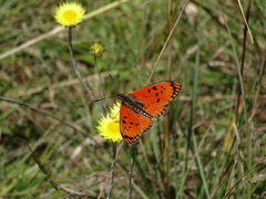 Acraea anacreon