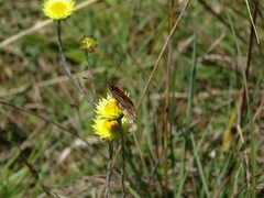 Acraea anacreon