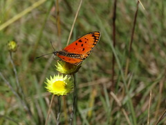 Acraea anacreon