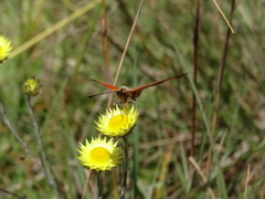 Acraea anacreon