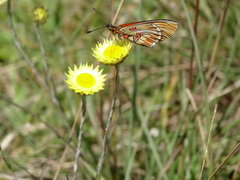 Acraea anacreon