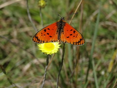 Acraea anacreon