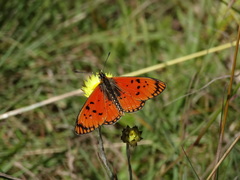 Acraea anacreon