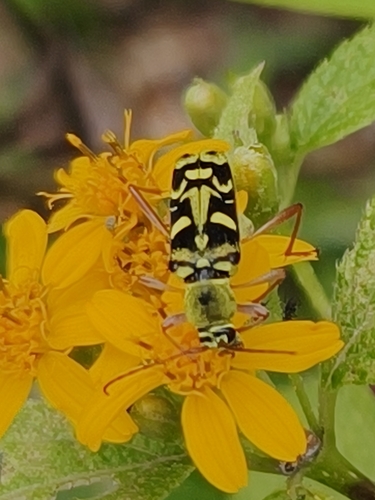 Trichoxys hirtellus